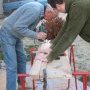 Mise en forme de la main courante